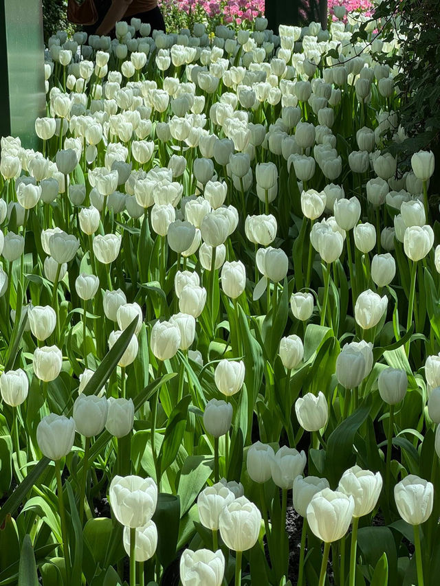 สวนทิวลิป Miracle of Natural จ.ระยอง 🌷🌷🌷