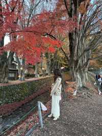 【山梨】河口湖紅葉まつり｜もみじ回路、大石公園🍁