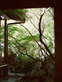 🏯 Kyoto's Secret: Eikando Temple - Where Autumn Bleeds Crimson & Beauty Becomes a Spiritual Quest!
