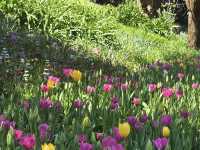 Araluen Botanic Park