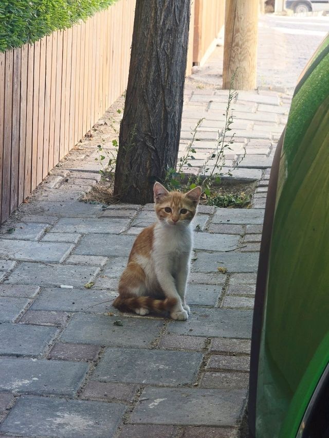 Wandering through the hills of Uçhisar ⛰️🐈
