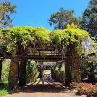 Blooming Beauty: A Day at Araluen Botanic Park, Perth