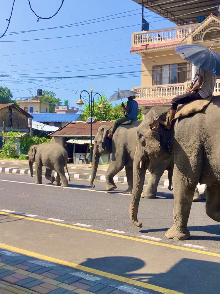 เมืองที่รับรองว่าคุณจะได้พบเจอสัตว์ป่า! 🏞️ คู่มือท่องเที่ยว Sauraha 🌴