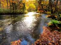 青森小眾秘境！奧入瀨溪流14公裡絕美徒步攻略🚶‍♀