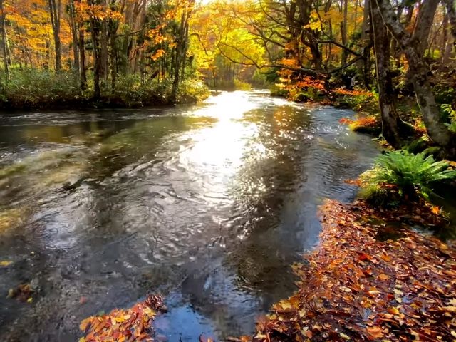 青森小眾秘境！奧入瀨溪流14公裡絕美徒步攻略🚶‍♀