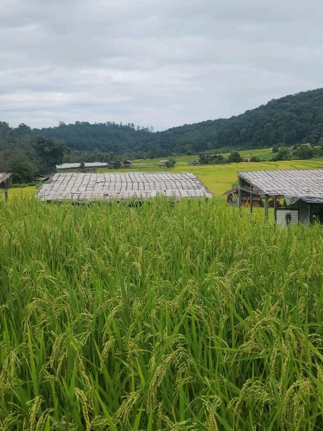 บ้านแม่กลางหลวง เชียงใหม่ The Dreamy Terraced Fields of Mae Klang Luang 🌾✨ บ้านแม่กลางหลวง เชียงใหม่ The Dreamy Terraced Fields of Mae Klang Luang 🌾✨