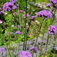 Ayrlies Garden and Wetlands