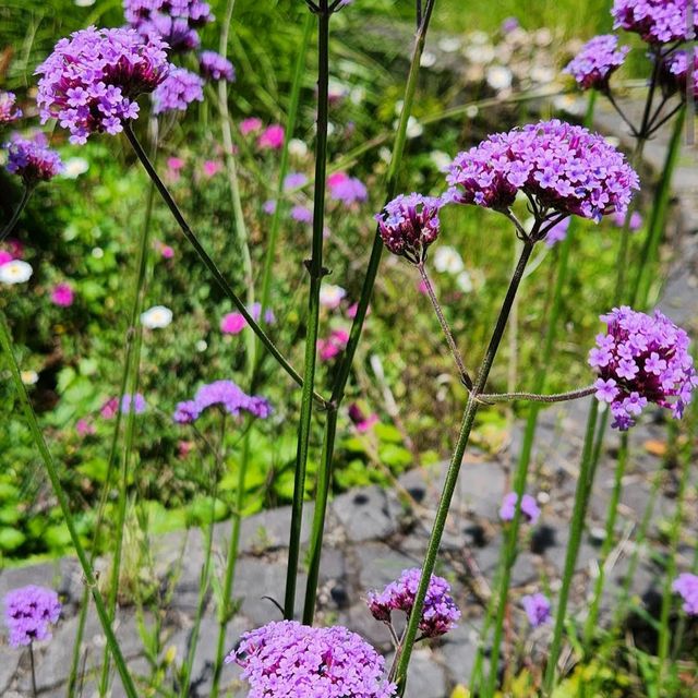 Ayrlies Garden and Wetlands Ayrlies Garden and Wetlands