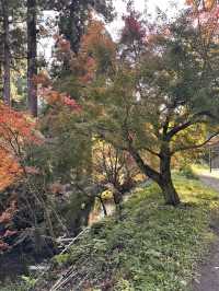 白川水源的清甜讓我懷疑人生——秋天喝到真正“活著的水”✨💧 ——舀湧泉倒進瓶子直接喝,乾淨到不科學;連用這裡的水做的醬油都香得太誇張