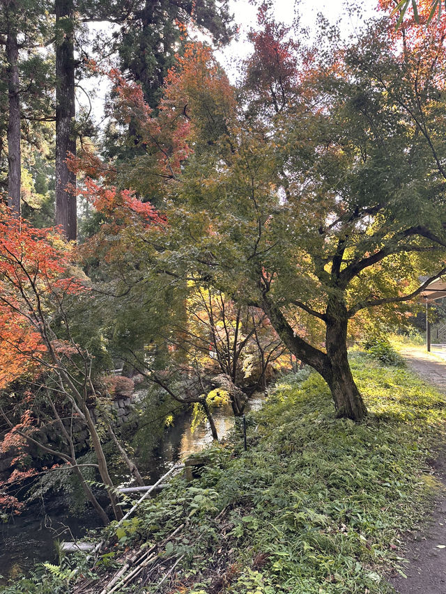 白川水源的清甜讓我懷疑人生——秋天喝到真正“活著的水”✨💧 ——舀湧泉倒進瓶子直接喝,乾淨到不科學;連用這裡的水做的醬油都香得太誇張 白川水源的清甜讓我懷疑人生——秋天喝到真正“活著的水”✨💧 ——舀湧泉倒進瓶子直接喝,乾淨到不科學;連用這裡的水做的醬油都香得太誇張