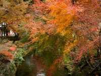 🍂秋日阿蘇山:米塚的金色光影、草千里的高原風、火山的震撼能量