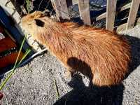 Cozy Festive Moments at Paradise Of Deer