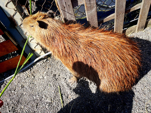 Cozy Festive Moments at Paradise Of Deer Cozy Festive Moments at Paradise Of Deer