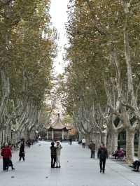 Shanghai 5-Day for the end of 2025 🇨🇳🎄