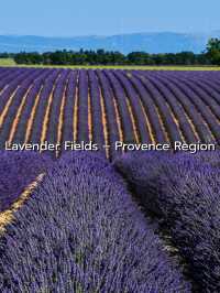 Lavender Fields @ Provence