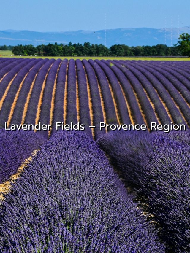 Lavender Fields @ Provence Lavender Fields @ Provence