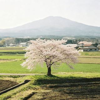 A Hidden Gem in Tohoku with Uncrowded Sakura Tunnels! A 5-Day Dreamy Cherry Blossom Itinerary in Kitakami, Iwate: Snow-Capped Mountains, Lake Views, and Century-Old Inns.