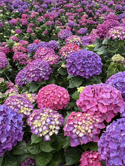 Let's head to Zhuzihu in Yangmingshan to see the hydrangea fields