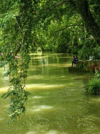 Spontaneous wanderer in Hongcun