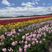 Abbotsford Tulip Festival 🌷 