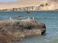Paracas 'mini Galapagos' and National Reserve trip