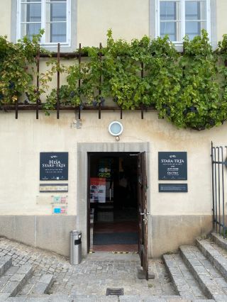 🇸🇮 เถาวัลย์ที่เก่าแก่ที่สุดในโลก! 🍇