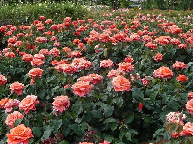 Queen Mary's Rose Gardens 🌼