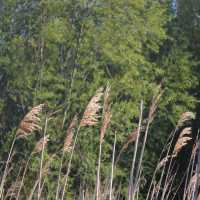 Wampen strand… Hidden coast of Greifswald
