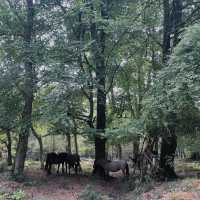 Immerse in tranquility in the New Forest