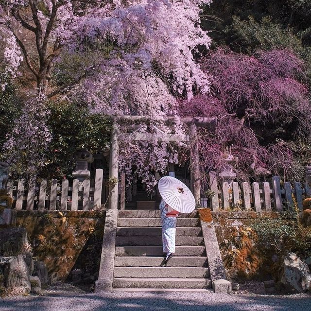 코토 시