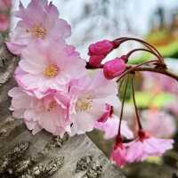 🌸Timing Japan's Cherry Blossom Spectacle🌸