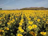 Rai Maneesorn sunflower field Thailand 🇹🇭 