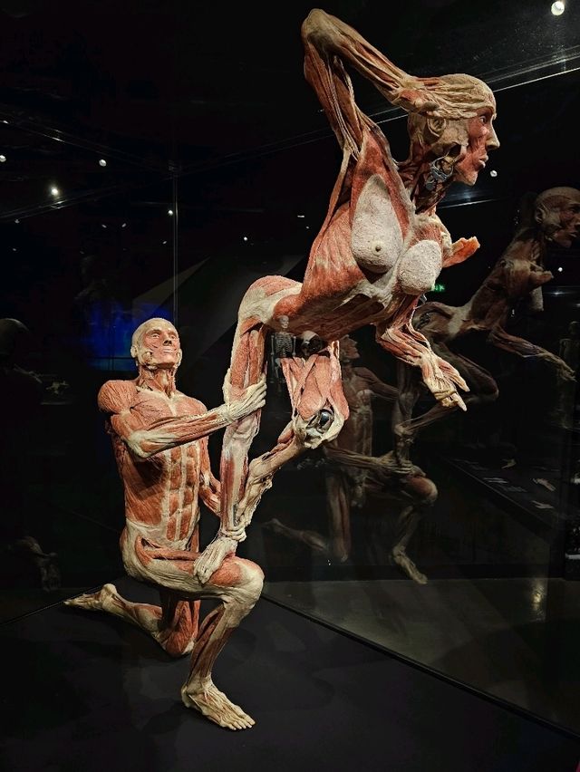 Exploring the Human Body at Body Worlds Amsterdam