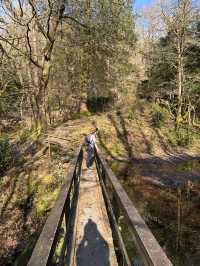Into the woods
