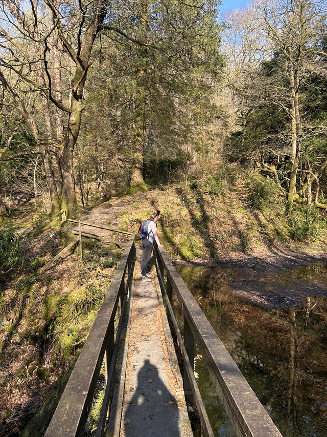 Into the woods