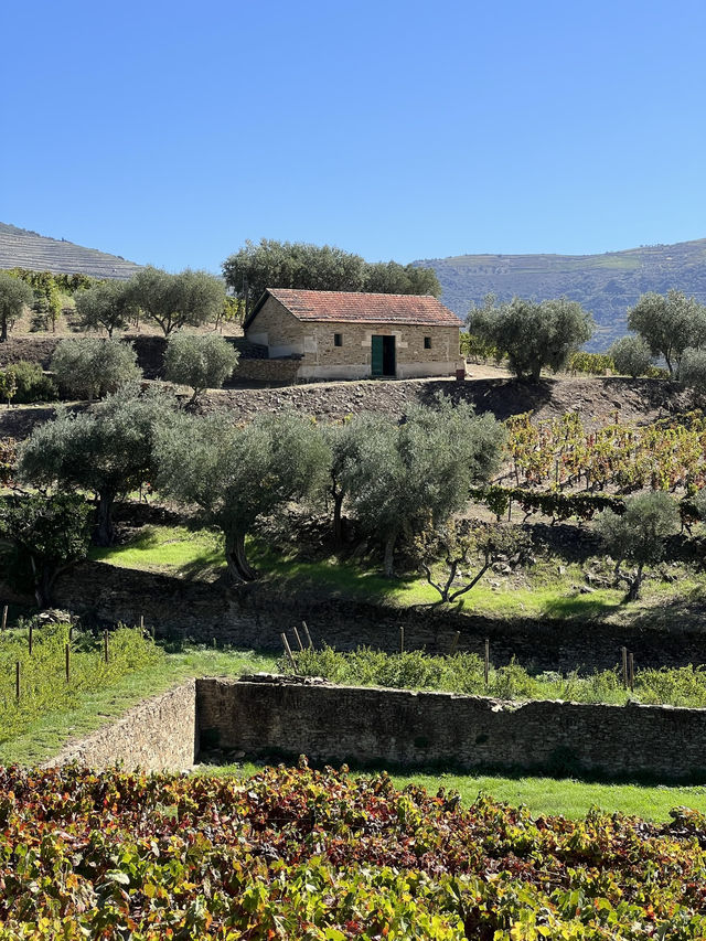 Douro Valley: Portugal’s Breathtaking Wine Wonderland