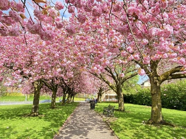 🌸 April Blooms in Preston: A Floral Wonderland 🌸