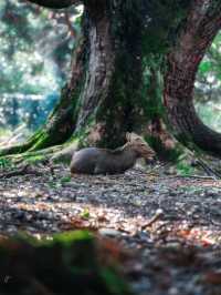 🌸 Nara Park: Where Nature, History & Sacred Deer Meet 🇯🇵✨