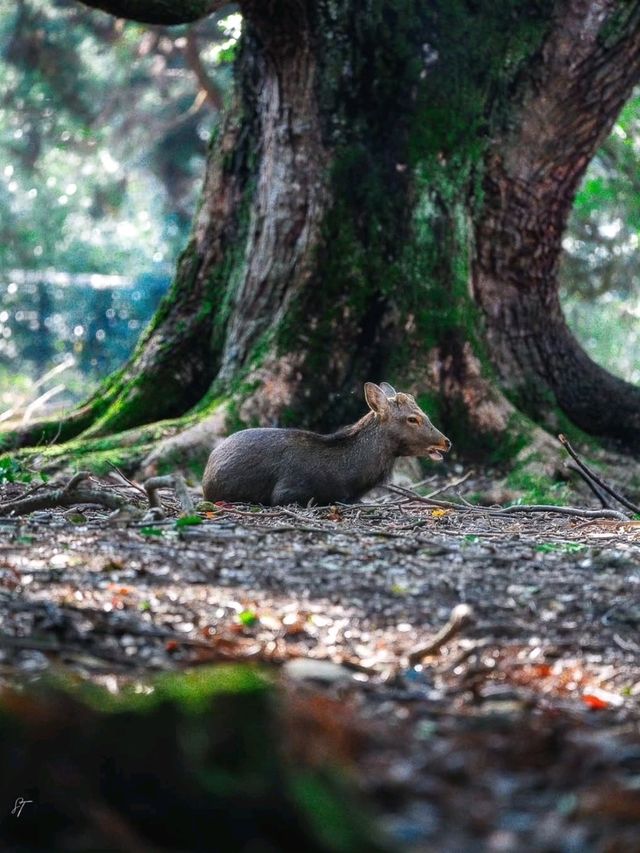 🌸 Nara Park: Where Nature, History & Sacred Deer Meet 🇯🇵✨