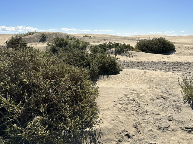 🏜️ Maspalomas Dunes: Gran Canaria’s Golden Desert by the Sea 🌴✨ 🏜️ Maspalomas Dunes: Gran Canaria’s Golden Desert by the Sea 🌴✨