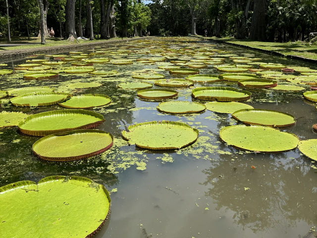 Mauritius Magic🌴 Mauritius Magic🌴