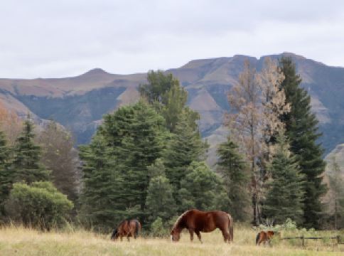 If you happen to find yourself in Durban, South Africa 🇿🇦 
