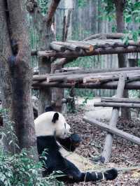 Giant Pandas in Chengdu! 🐼 