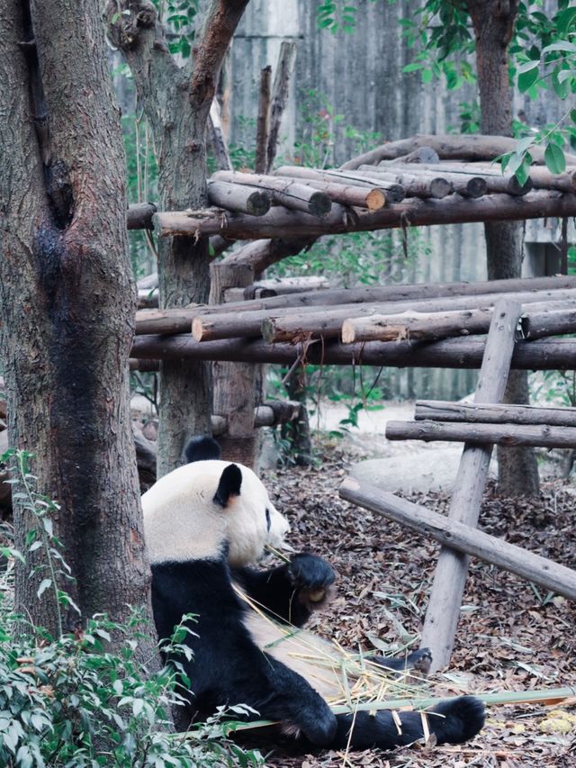 Giant Pandas in Chengdu! 🐼 