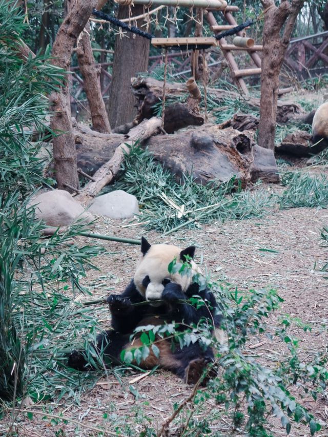 Giant Pandas in Chengdu! 🐼 
