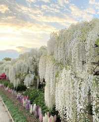 160-year-old Wisteria Waterfall * Only limited to 30 days a year around Tokyo.