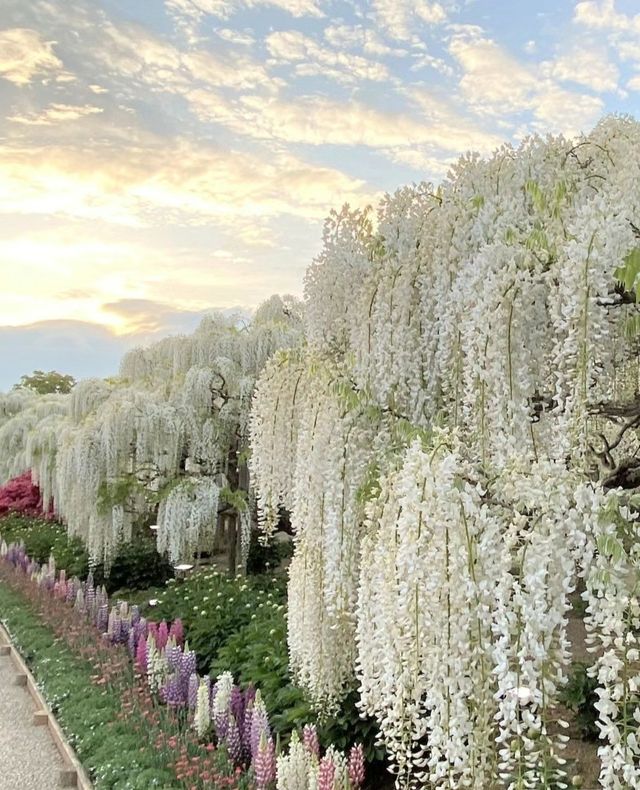 160-year-old Wisteria Waterfall * Only limited to 30 days a year around Tokyo.
