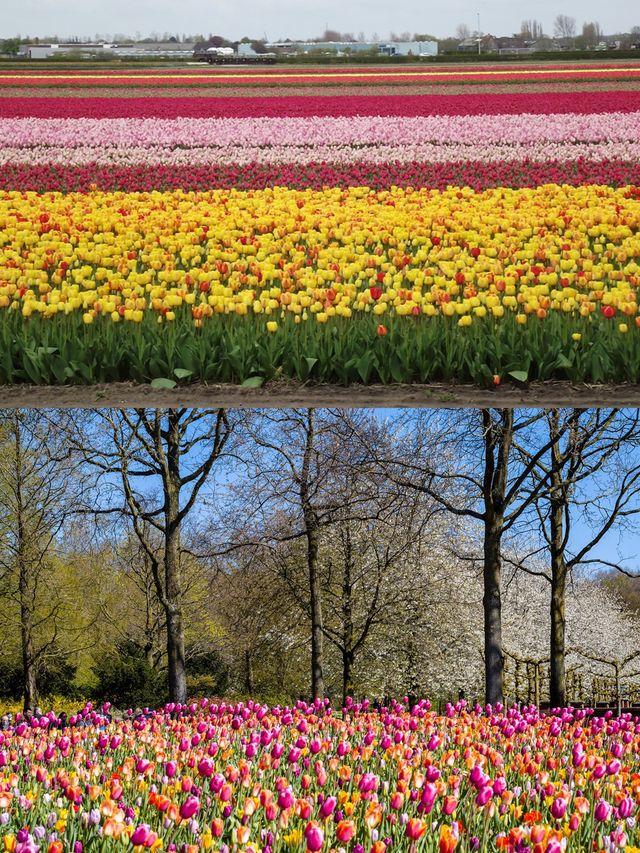 Holland | Where else to go if not Keukenhof to see tulips?