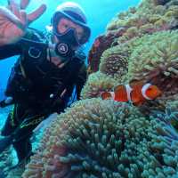 Down in the deep blue sea, my first Scuba