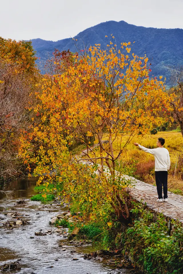 금장미밭이 구름 바다와 어우러져, 홍촌의 가을 풍경이 아름답게 취해 있습니다